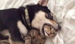 狗子的最新爆料图片视频,最新图片视频揭秘幕后真相